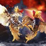 Temukan Bandar Sabung Ayam Terpercaya dan Terbaik di Indonesia