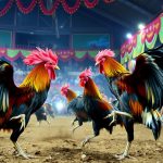 Agen Judi Sabung Ayam Terbaik